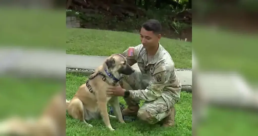 From the Sands of Jordan to New England: Inside the High-Stakes Mission to Save a Soldier’s Companion