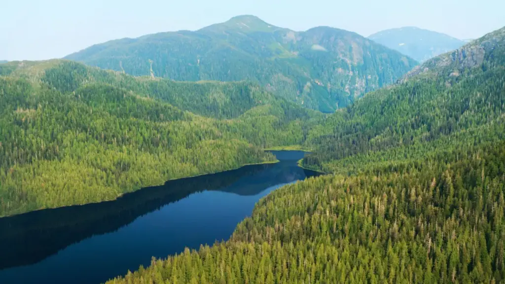 Guardians of the Canopy: The Fight to Save the Tongass National Forest and the National Roadless Rule