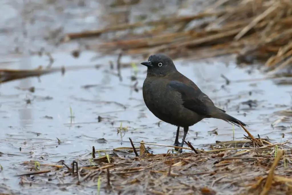 Guardians of the Mutehekau Shipu: How Autonomous Technology and Indigenous Stewardship Are Protecting Quebec’s Iconic Magpie River Watershed