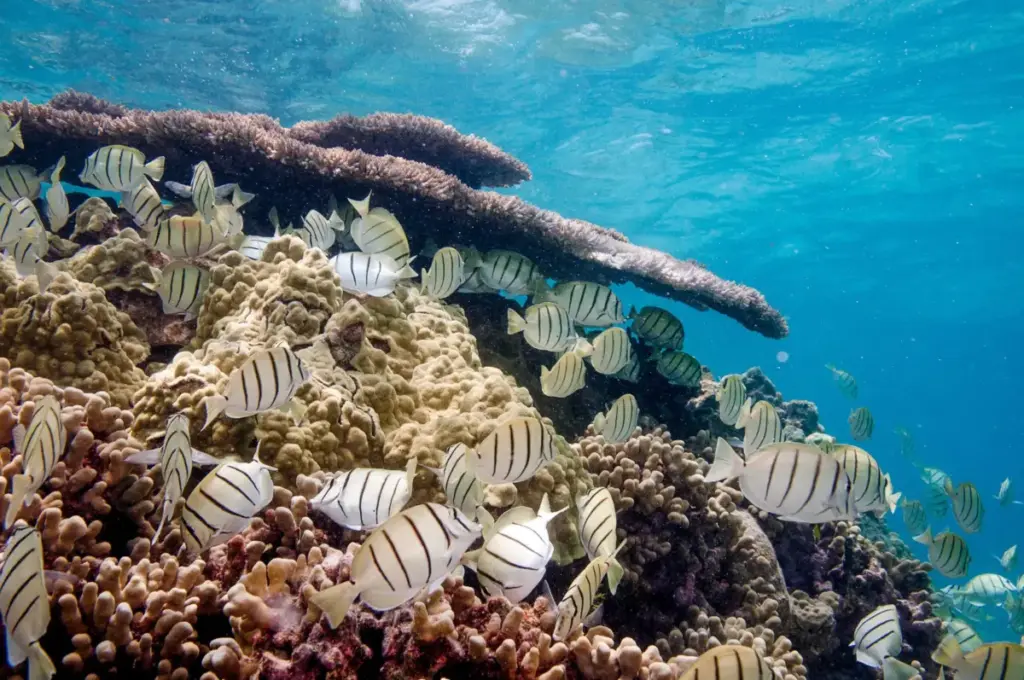 Guarding the Blue Frontier: How America’s Marine Monuments and Sanctuaries Sustain Biodiversity, Culture, and Coastal Economies