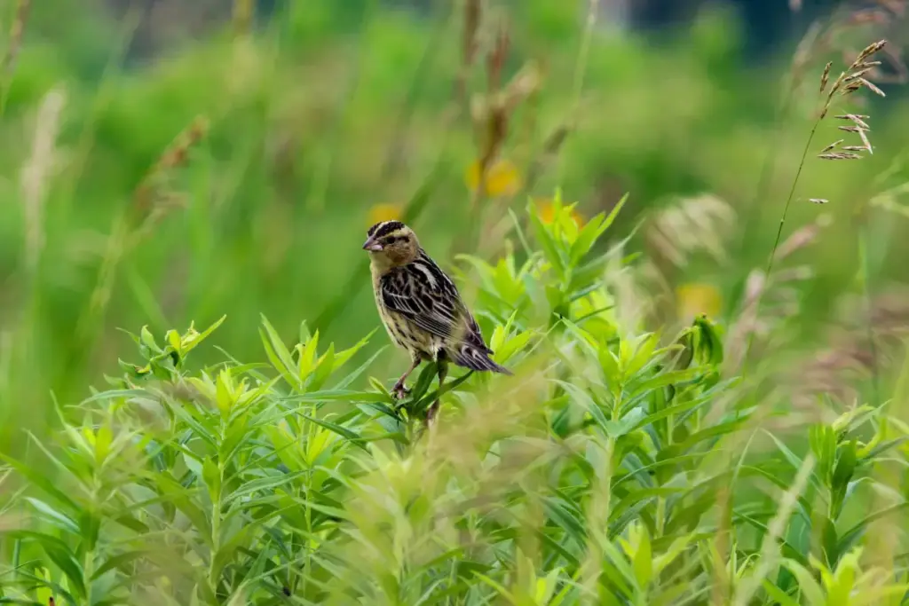 Guarding the Grasslands: How Timing and Targeted Field Surveys Are Saving the Iconic Bobolink