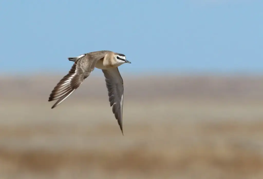 Guarding the Shortgrass: Brett Gray Ranch Earns Audubon’s Prestigious Bird-Friendly Certification