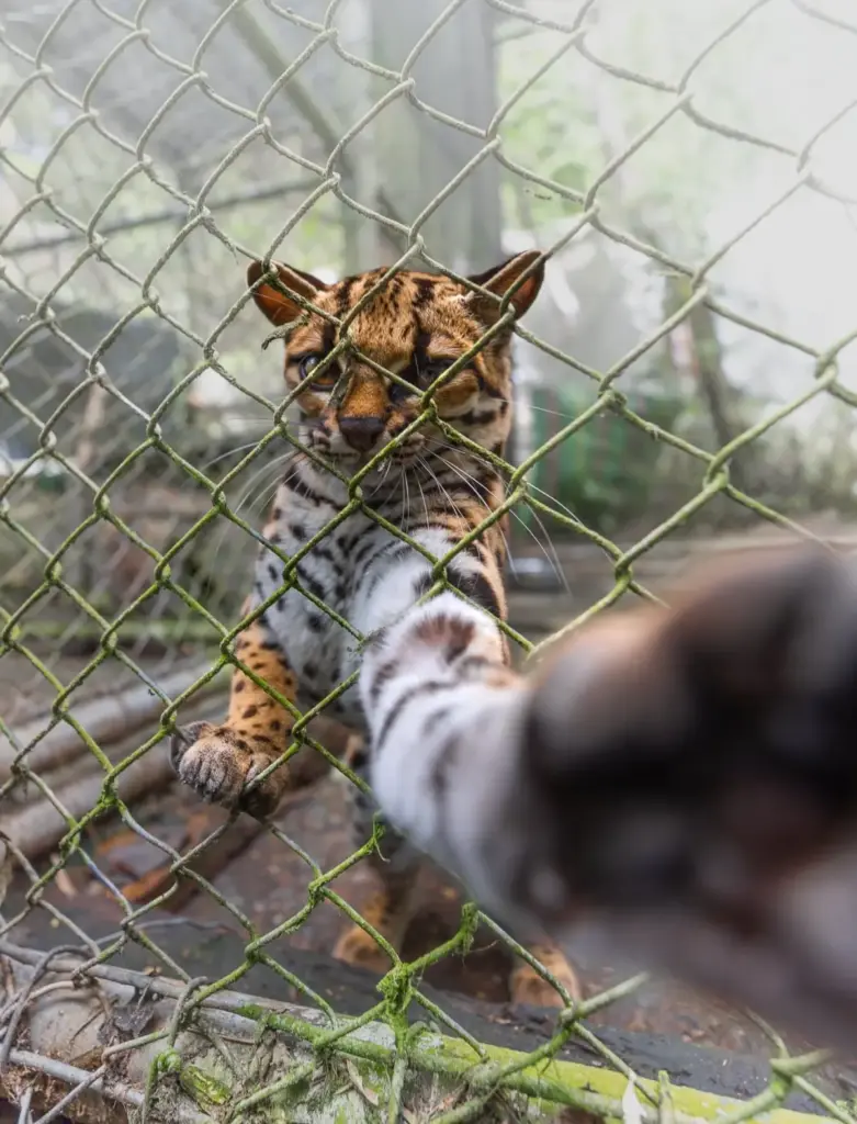 Hidden in Plain Sight: How a Sanctuary Resident Revealed a Brand-New Wild Cat Species After a Century of Silence