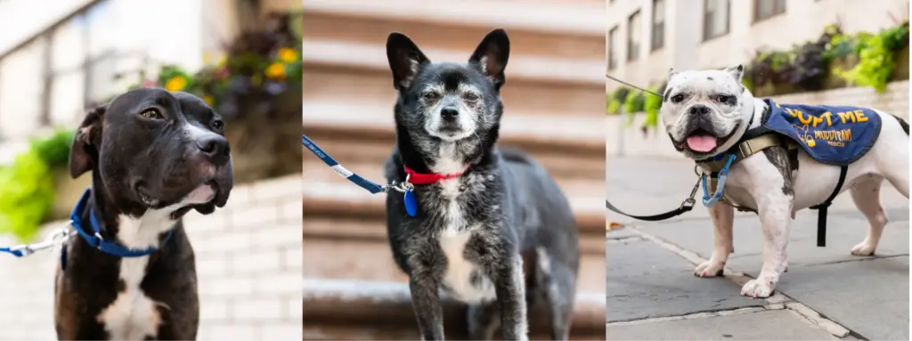 High Fashion Meets High Tails: Muddy Paws Rescue Dogs Take Center Stage in VOGUE’s Exclusive ‘DOGUE’ Issue