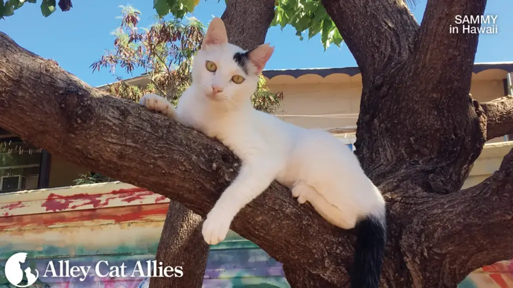 Humane Management at a Crossroads: Alley Cat Allies Challenges Hawaii’s Proposed Wildlife and Animal Control Rule Amendments