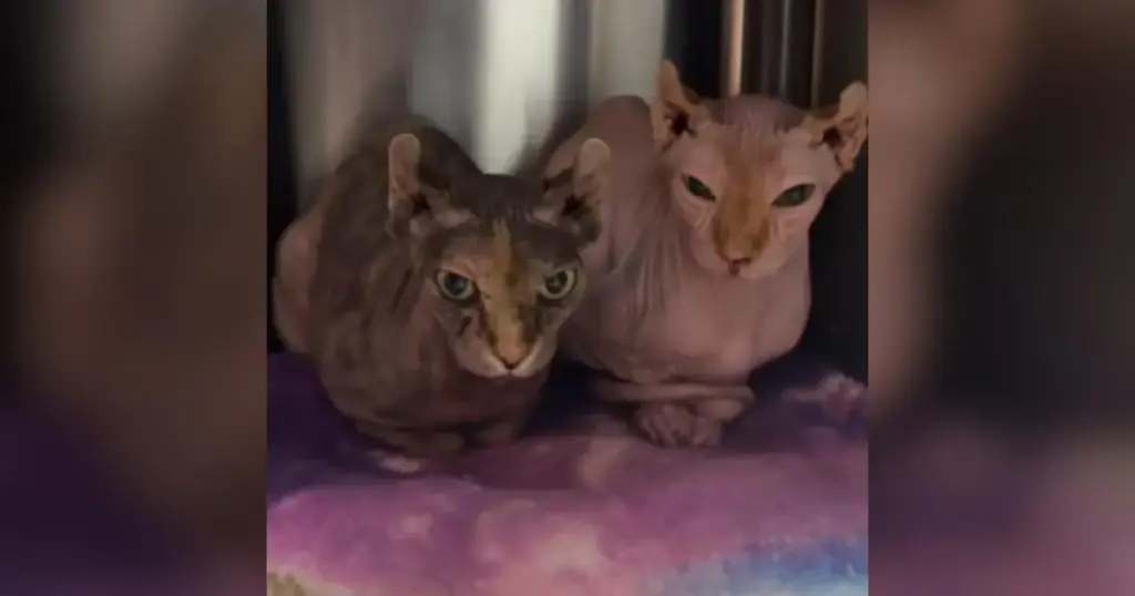 Investigative Report: Extraterrestrial Life Confirmed at the Great Plains SPCA