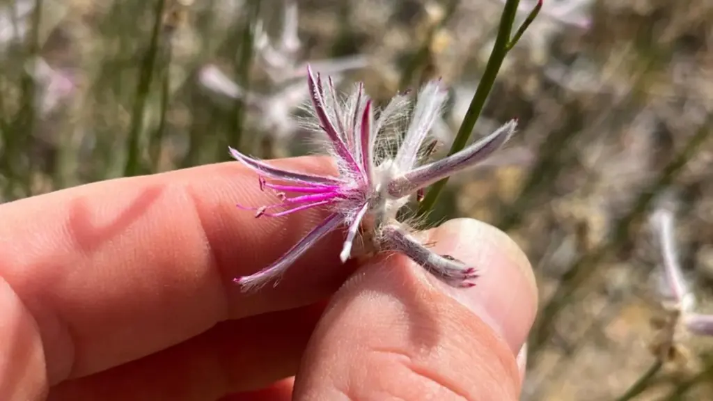 Lazarus in the Outback: How a Smartphone Snapshot Brought a ‘Extinct’ Australian Plant Back from the Brink