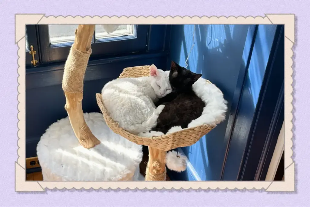 Long-Term Durability, Maintenance Realities, and Upkeep: An In-Depth Evaluation of Modern Cat Furniture Engineering