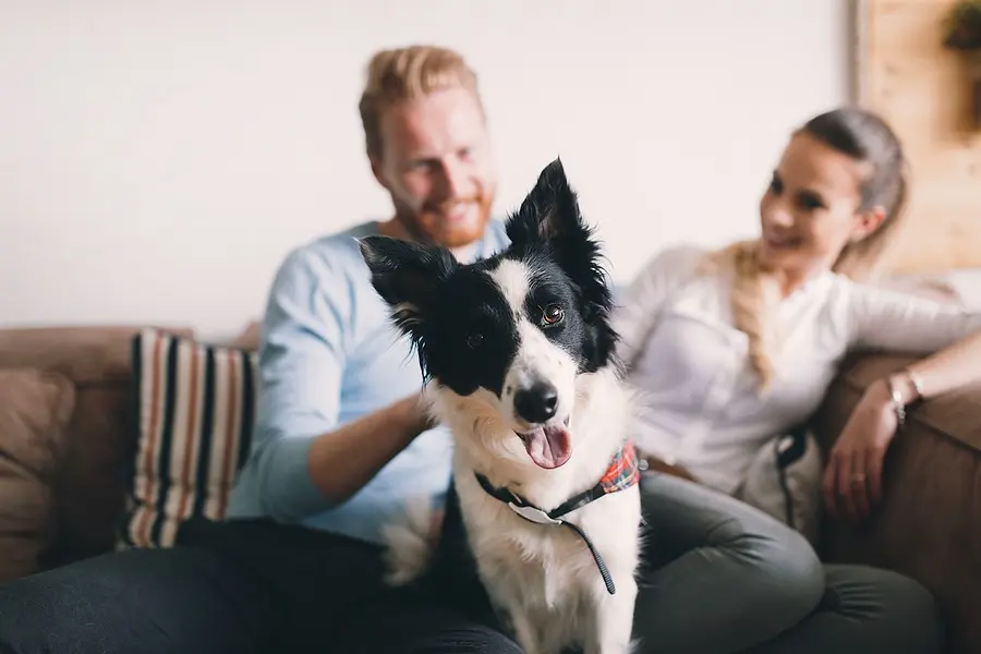 Modernizing Canine Care: A Comprehensive Analysis of the American Animal Hospital Association’s 2026 Diabetes Management Guidelines for Dogs