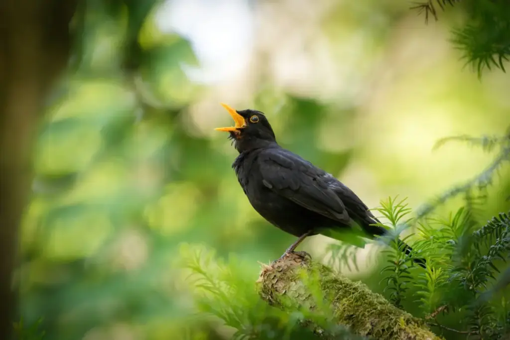 Nature’s Symphony Decoded: New Study Reveals Why Certain Birdsongs Universally Captivate the Human Ear