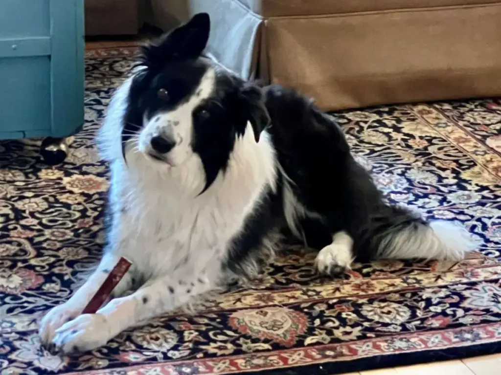 Navigating Dog Training, Imperfection, and Farm Life: An Exhaustive Dispatch