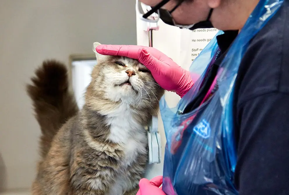 Navigating the Critical Window: An Authoritative Guide to Veterinary Post-Surgical Recovery and Hospital Protocols