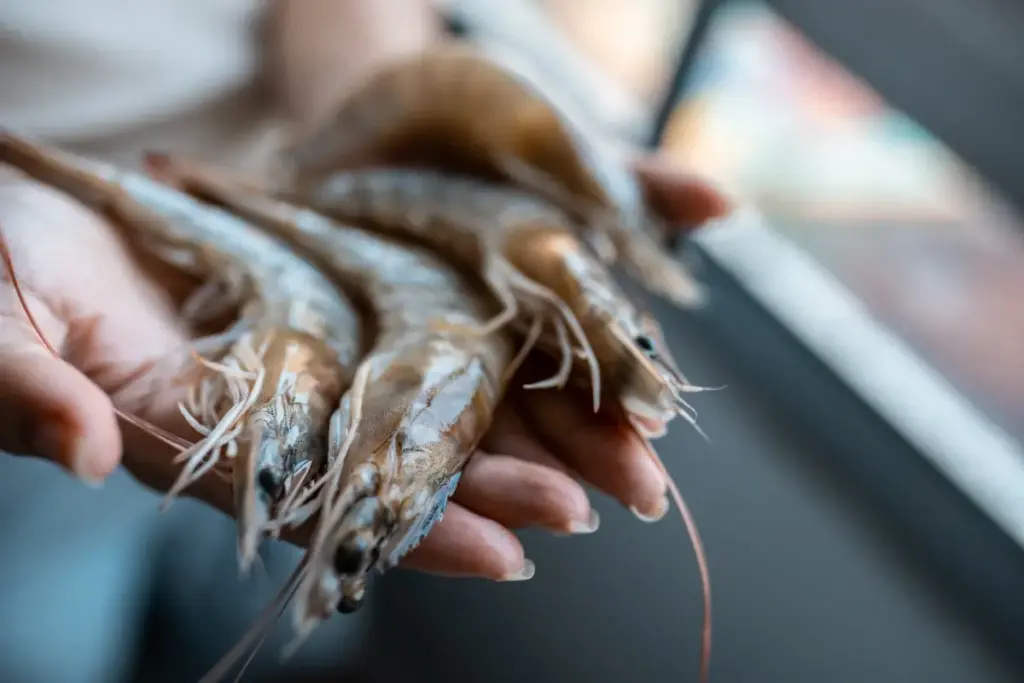 Navigating the Tides: China’s Shifting Appetite and the Global Shrimp Industry at a Crossroads