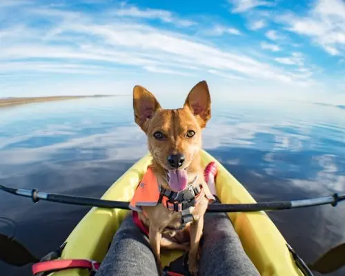 Navigating the Waves with Your Four-Legged First Mate: The Definitive Guide to Canine Kayaking and Paddleboarding