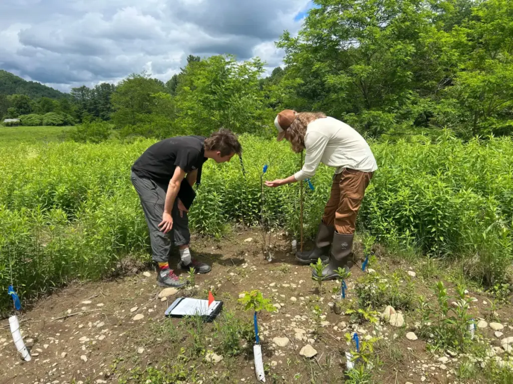 Nurturing the Green Mountain Corridor: Audubon Vermont’s Riparian Restoration Initiative Along the Huntington River