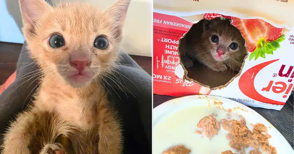 Operation Rescue Burger: How a Drive-Thru Discovery and Compassionate Community Saved a Kitten From the Brink of Tragedy