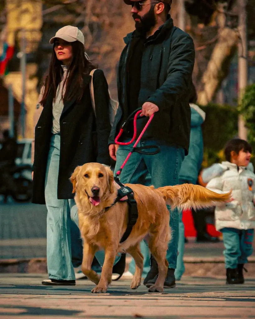 Paws and Carts: Navigating Costco’s Strict Pet and Service Animal Policies