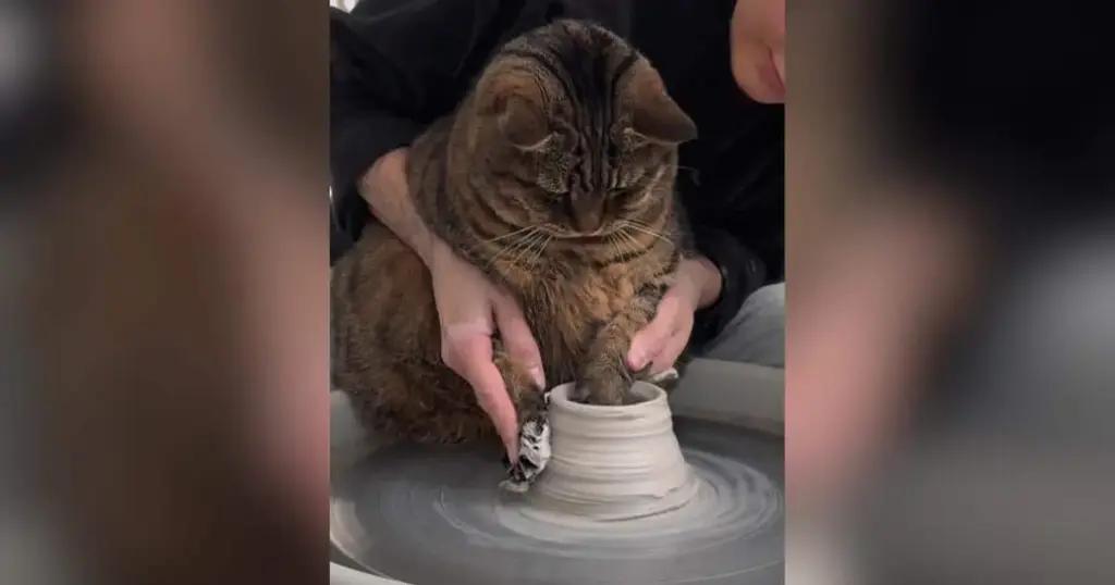 Paws at the Wheel: How an Ontario Ceramicist and Her Ten-Year-Old Tabby Created a Viral Craft Phenomenon