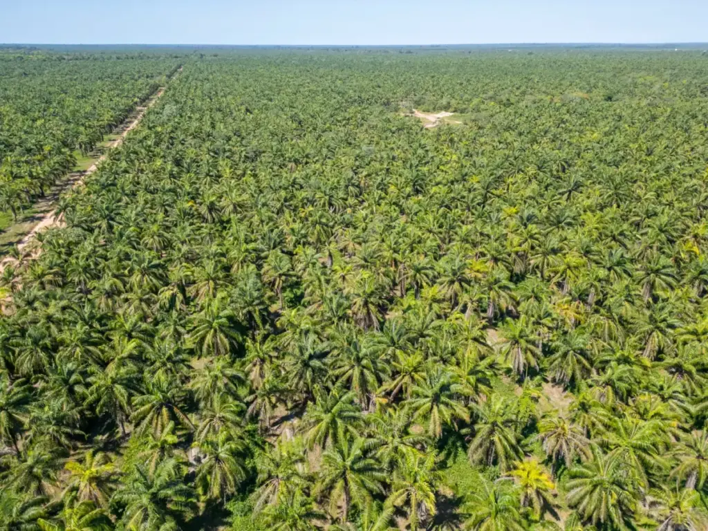 Philippine Agriculture Department Seeks Massive Funding Surge to Slash 90% Palm Oil Import Dependency and Build Domestic Self-Sufficiency