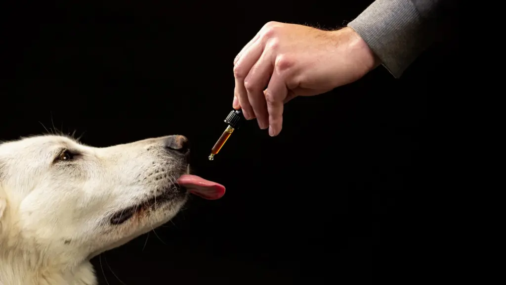 Pioneering Paws: Landmark Study Sheds Light on Long-Term CBD Use and Behavioral Shifts in Companion Dogs