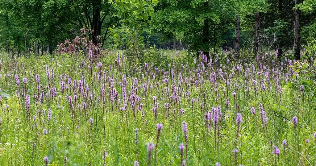 Race Against the Concrete: The Battle to Save Sibley Prairie, a Globally Rare Ecosystem Minutes from Detroit