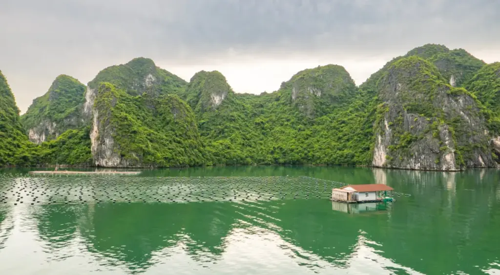 Redefining the Tides: How NGUYEN-X is Pioneering Vietnam’s Ascent in the Global Premium Oyster Market