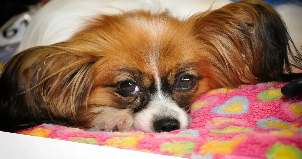 Resting the Butterfly Dog: An Investigative Market Analysis of the Best Orthopedic and Calming Beds for Papillons