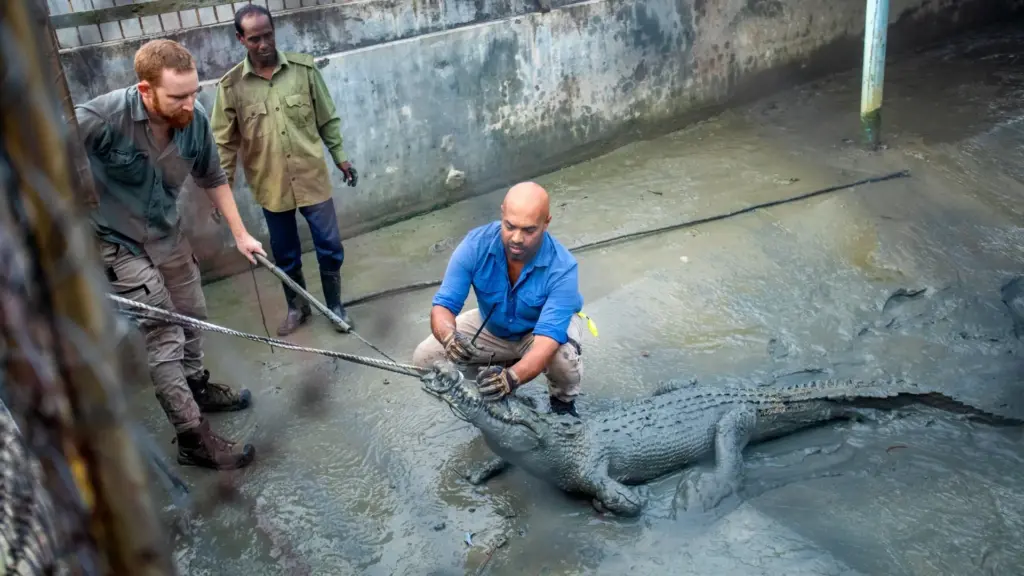 Restoring the Apex: New Study Reveals Captive-Bred Saltwater Crocodiles May Hold the Key to Reviving Depleted Wild Populations