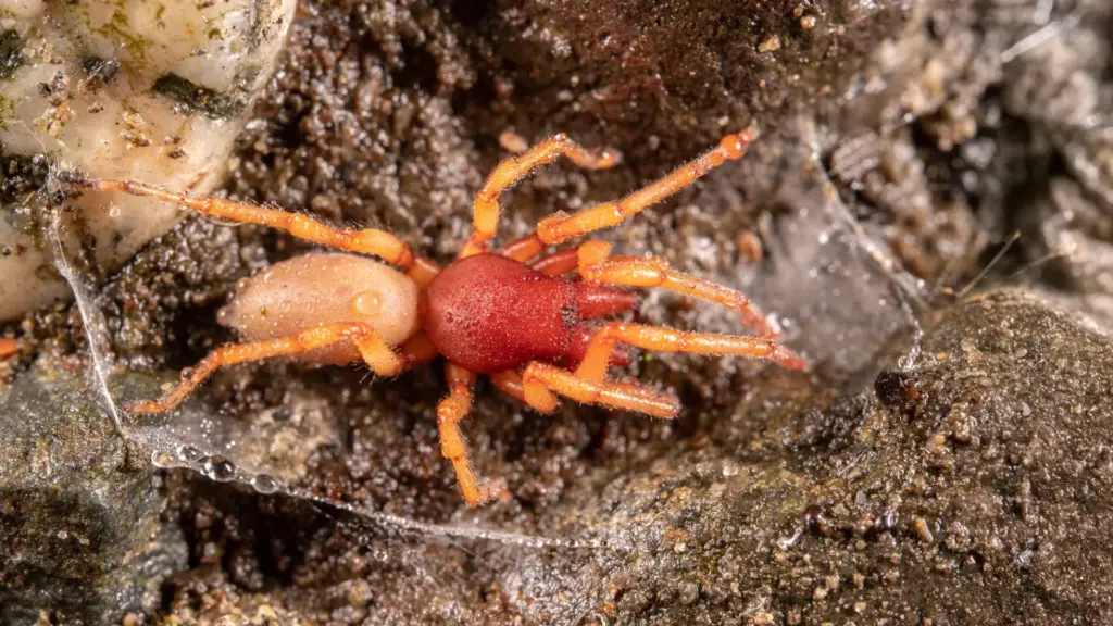 Rewriting Biological Dogma: How an Island Spider Shed Half Its Genome to Conquer the Canary Islands
