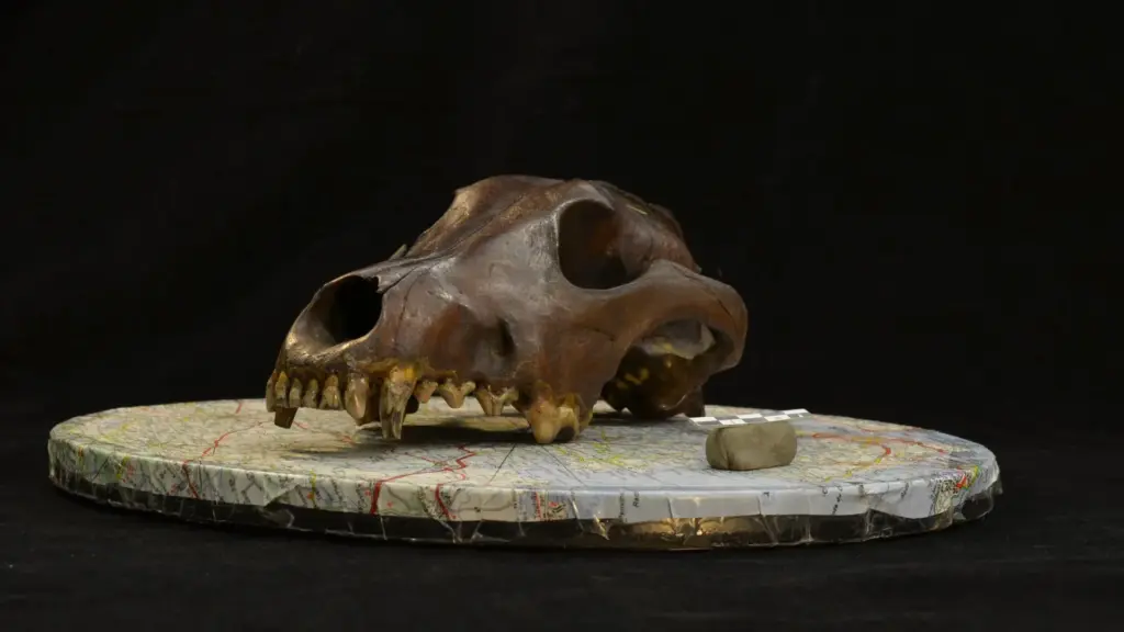 Rewriting History’s Pawprints: Landmark Study Reveals Canine Diversity Began Millennia Before Victorian Breeding