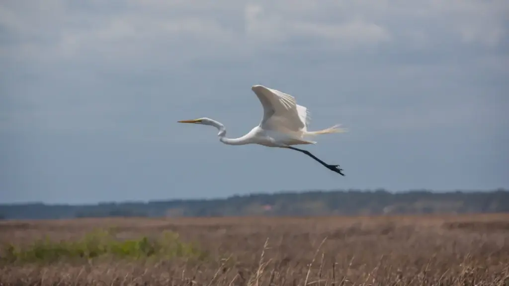 Rising Tides, Enduring Roots: How South Carolina’s Rural Coast is Fighting Back Against Climate Vulnerability
