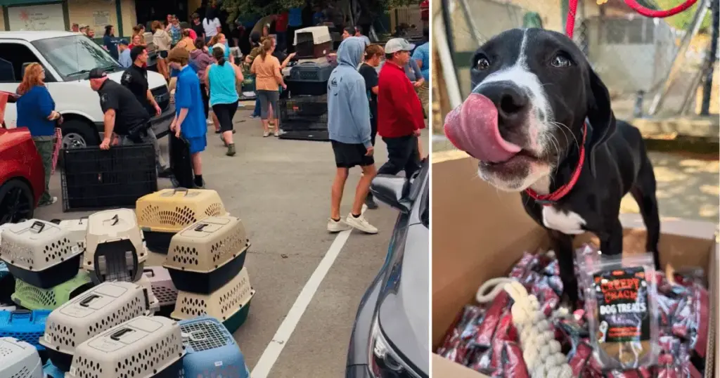 Rising Waters, Rising Hearts: How a Historic Indiana Flood Sparked a Miracle Evacuation and Rebirth for Anderson’s Animal Protection League