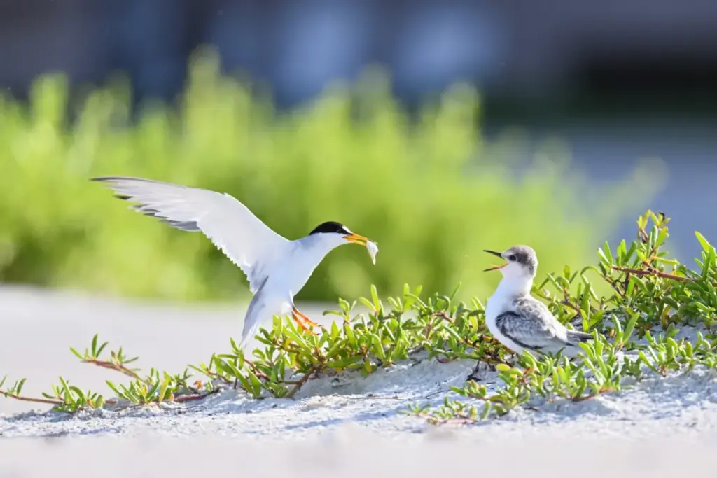 Safeguarding America’s Edges: A Bipartisan Push to Protect Wetlands, Wildlife, and Coastal Communities During National Estuaries Week