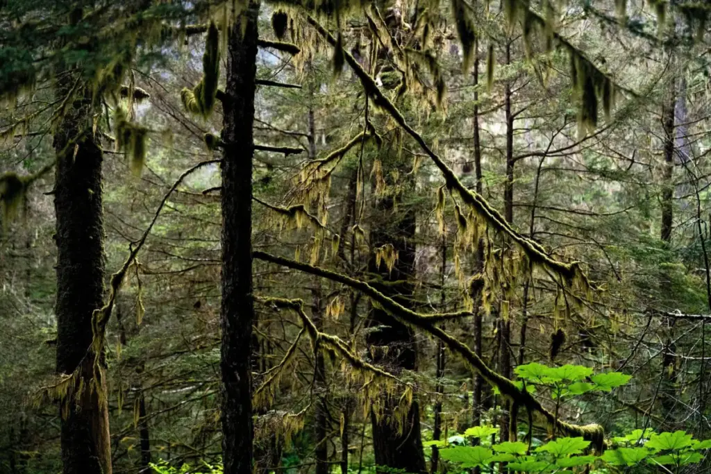 Safeguarding America’s Wildlands: The High-Stakes Battle Over the Fate of the 2001 Roadless Rule