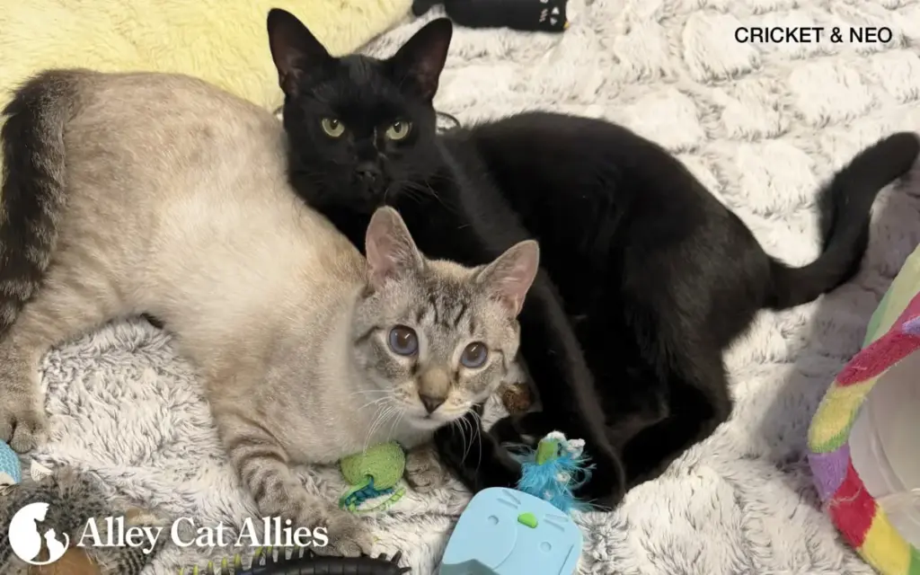 Saving Lives, Healing Hearts: The Ongoing Mission of Alley Cat Allies in Animal Rescue and Rehabilitation