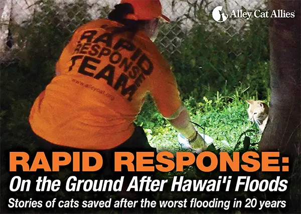 Saving Lives in the Wake of Devastation: Alley Cat Allies’ Rapid Response to Oahu’s Historic Floods