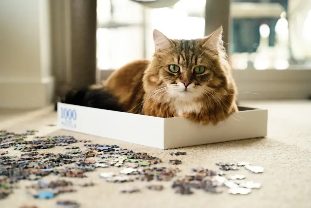 Saving Lives, One Whisker at a Time: A Comprehensive Investigation Into U.S. Shelter Cat Outcomes