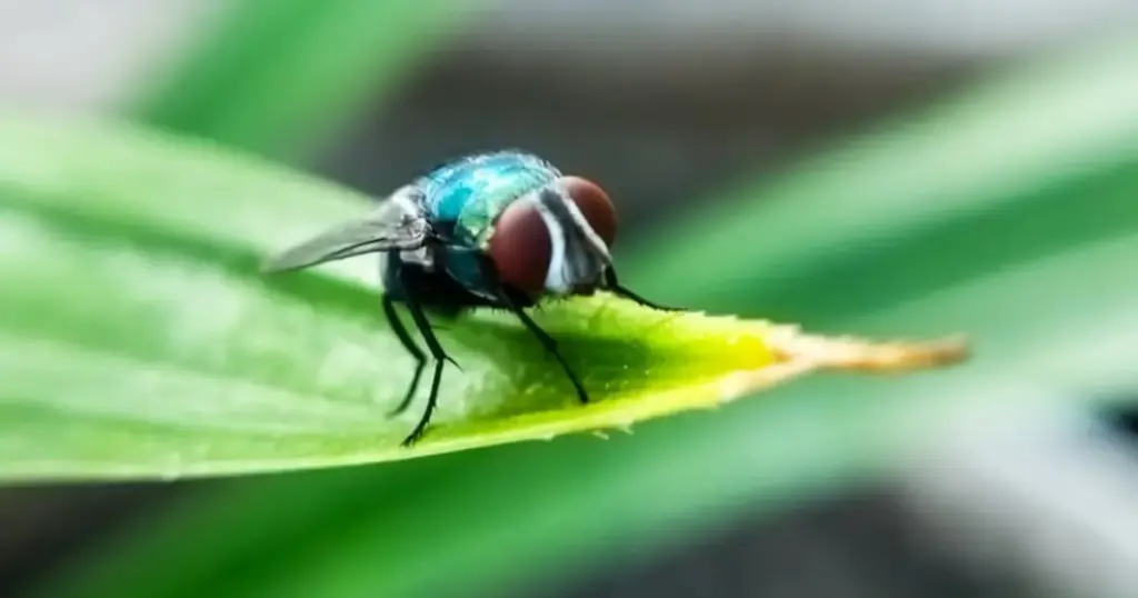 Securing the Global Food Chain: How Flyttr and Next-Gen Biosecurity are Confronting the New World Screwworm and Emerging Agricultural Threats
