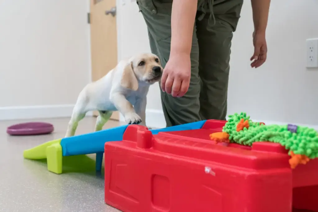 Shaping Future Heroes: Inside the Science of Early Neurological Stimulation and Canine Development at Dogs Inc