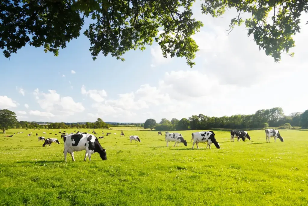 South Korea’s Record 2027 Dairy Budget: A Lifeline for Farmers, But Structural Reforms Remain Imperative