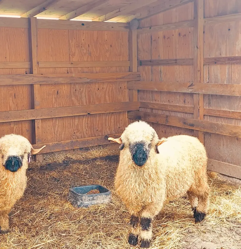 Stinging Pests Meet Their Match: How Crochet, Community, and Conservation Saved the Farm Animals of Aullwood Audubon