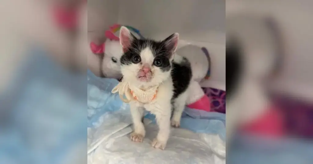 Sweet Success and Special Care: The Inspiring Medical Journey of Bavarian Creme the Kitten