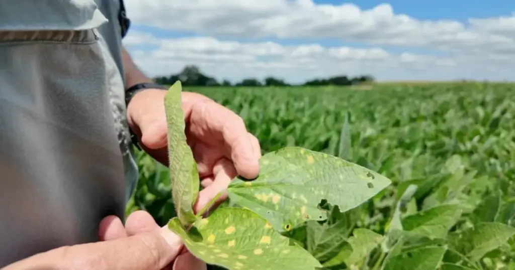 Synthetic Biology Meets AgTech: Robigo Secures Series A Funding to Revolutionize Crop Protection via the ARGO Platform