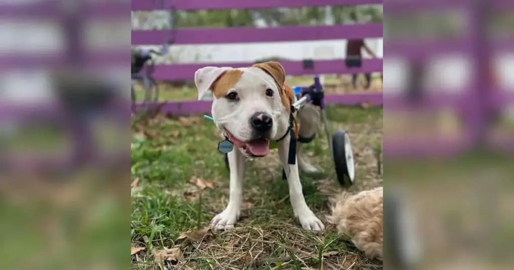 The 1,502-Day Journey: How a Special-Needs Dog Defied the Odds to Find His Forever Home