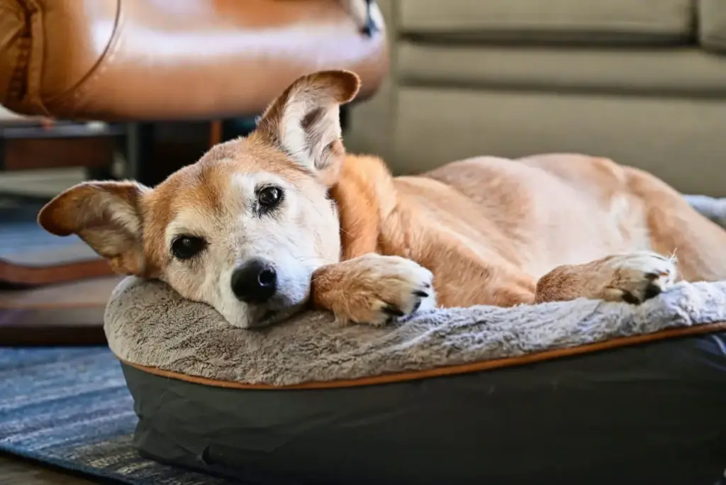 The Architecture of Canine Slumber: Inside the Multi-Billion Dollar Premiumization of Pet Furniture
