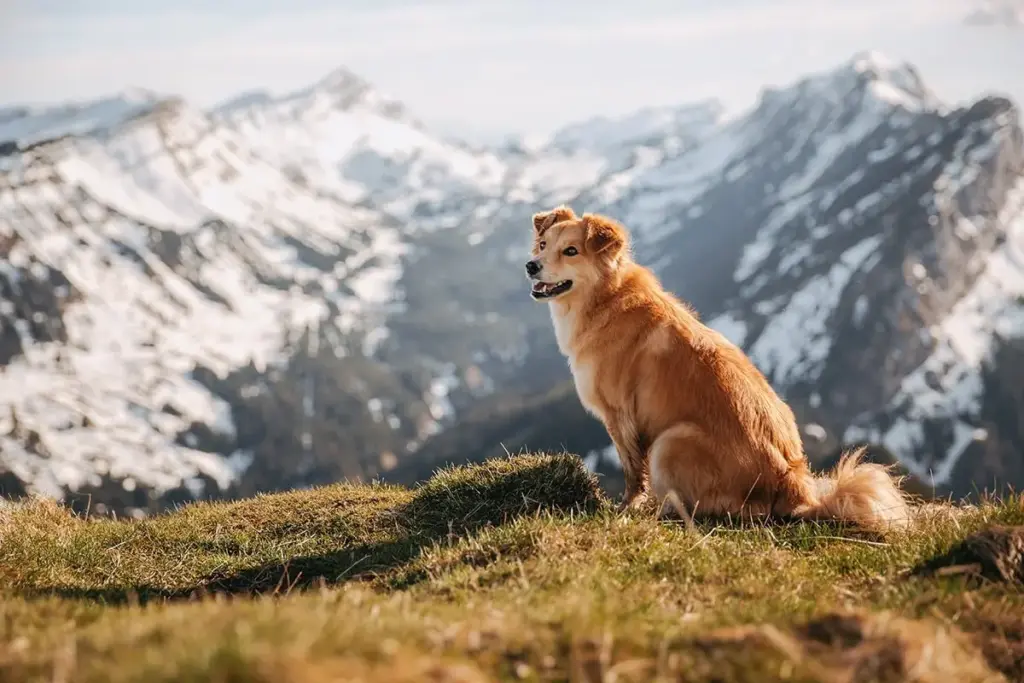 The Architecture of Endurance: How Topography and Climate Engineered 13 of the World’s Most Resilient Canine Breeds