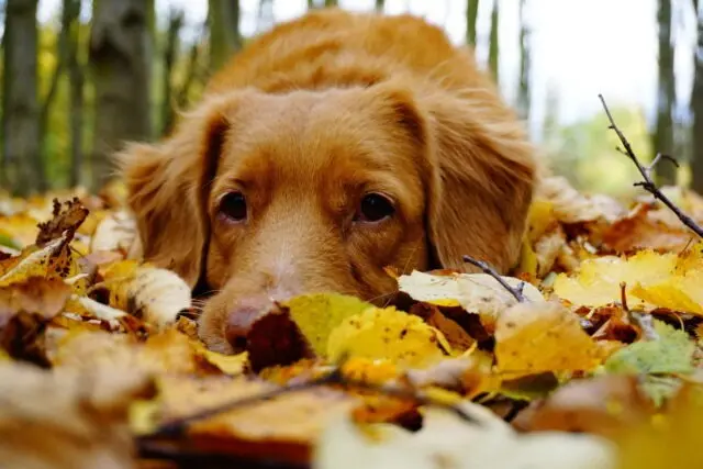 The Autumn Threat Landscape: An Investigative Report on Seasonal Canine Hazards