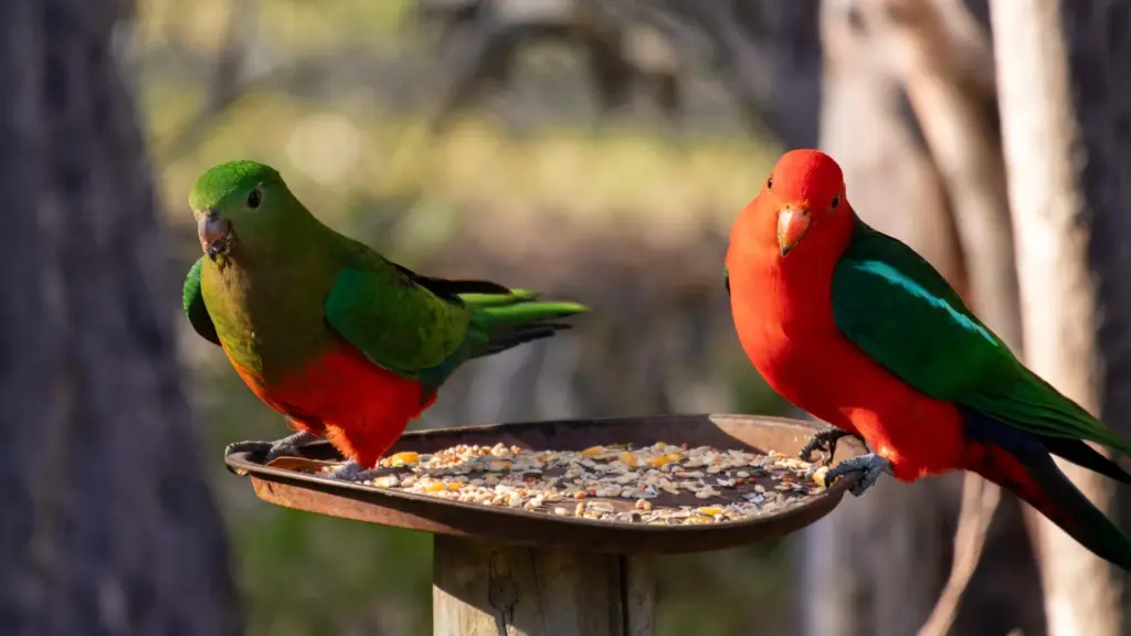 The Backyard Superspreader: How Popular Feeding Habits Are Fueling Australia’s H5N1 Bird Flu Crisis