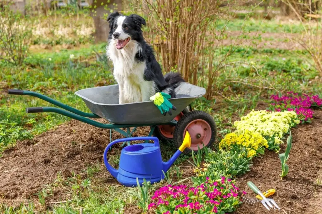 The Cognitive Crisis of the Modern Canine: Why High-Drive Working Breeds Require Functional Purpose to Thrive