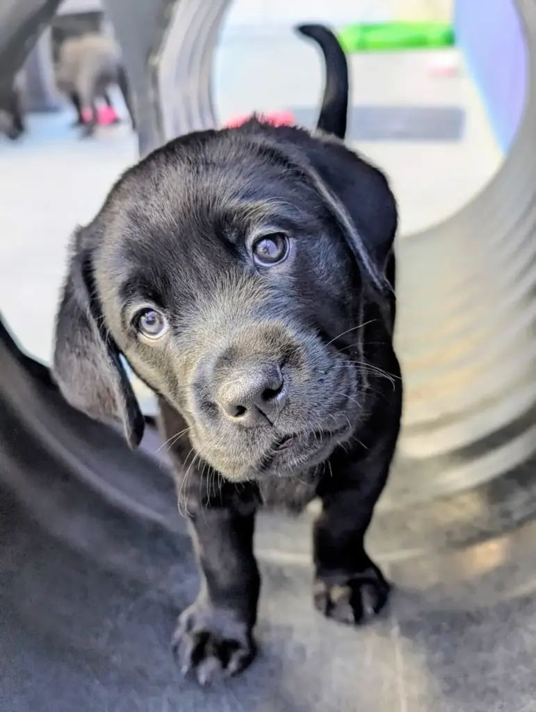 The Crucible of Confidence: How the First 90 Days Forge the Future of Guide and Service Dogs